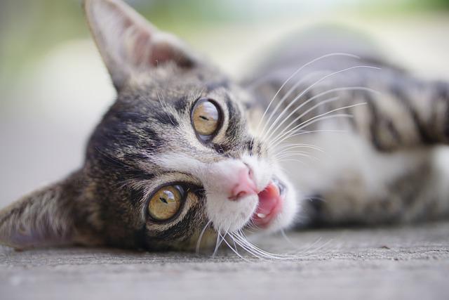 A close-up photo of an older kitten with brown and white fur, looking directly into the camera.